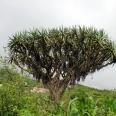 La Généreuse São Nicolau - La Généreuse